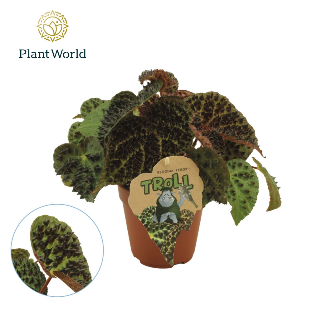 Begonia rex Ferox.