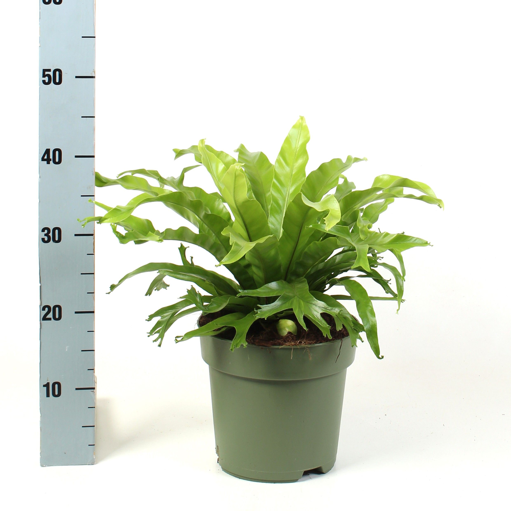 Asplenium nidus Crissie.