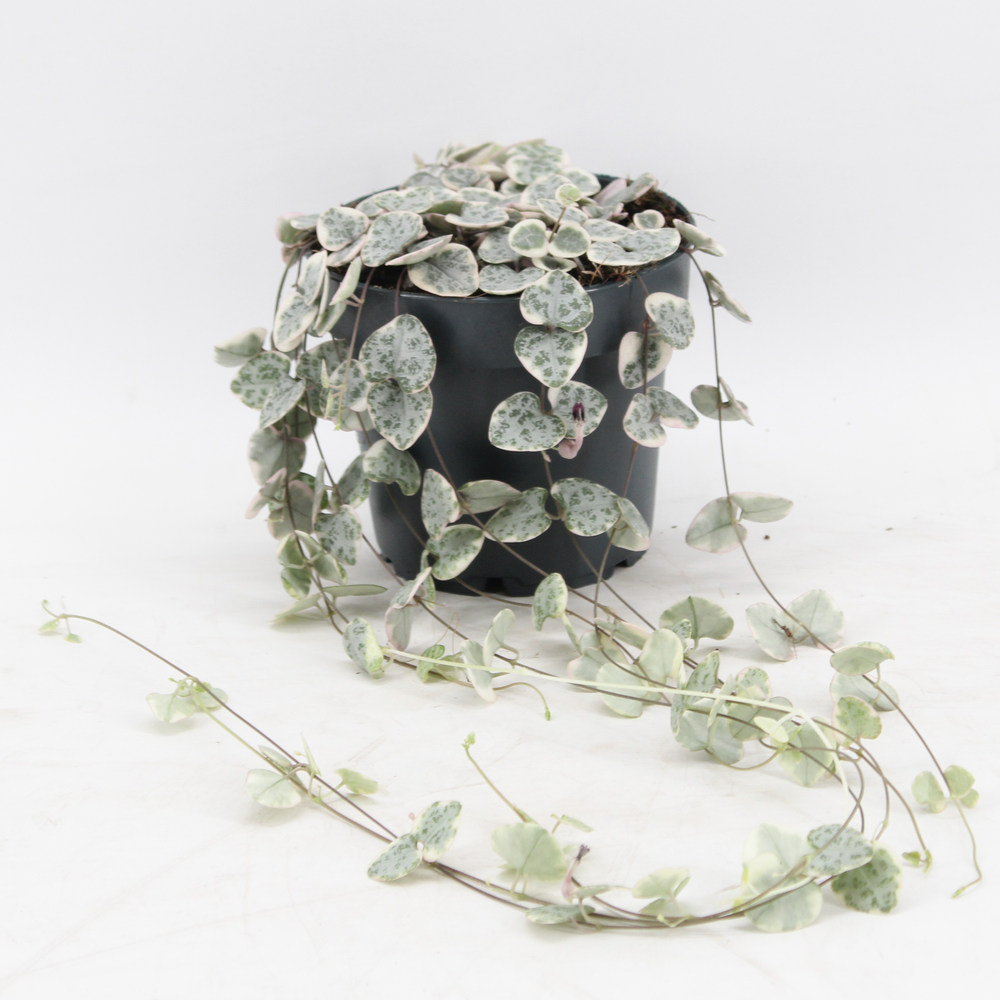 Ceropegia Woodii Variegata.