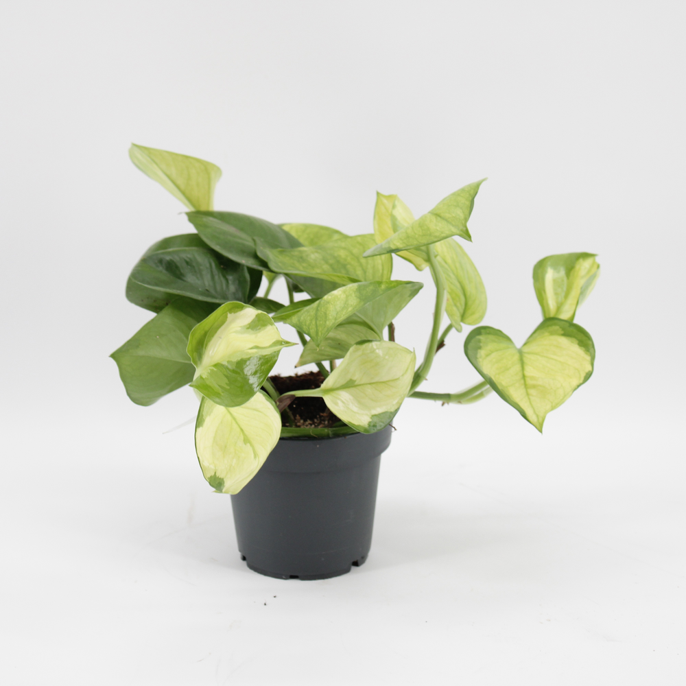 Epipremnum Lemon Top.