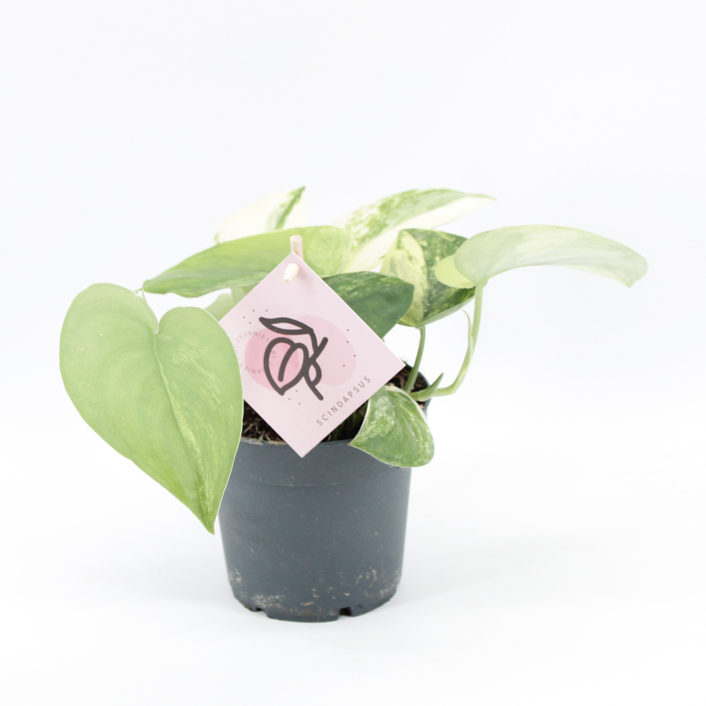 Scindapsus Jade Satin.