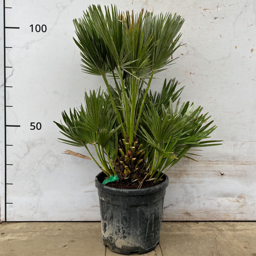 Chamaerops Humilis Vulcano - 100cm.