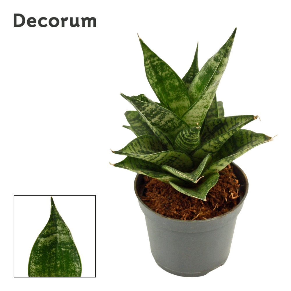 Sansevieria Erlandel Crown 6 cm (Decorum).