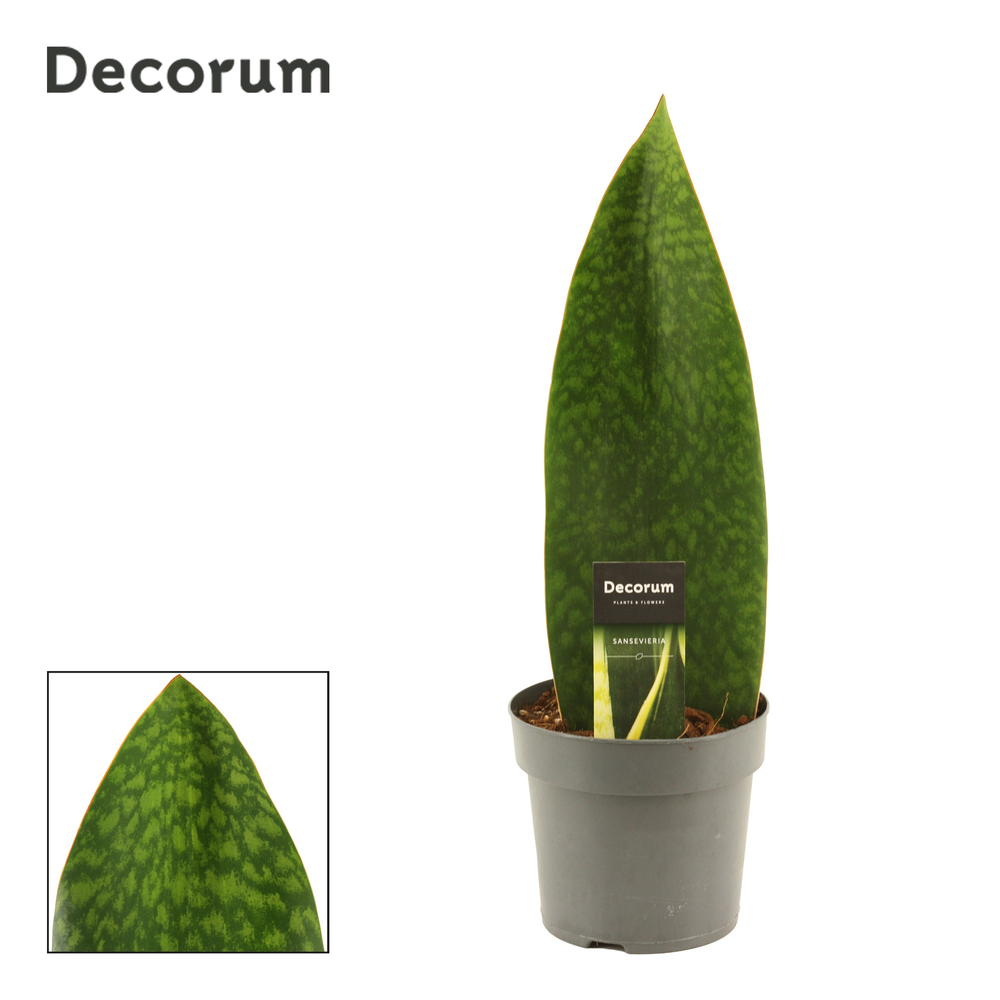 Sansevieria Masoniana 14 cm Green (Decorum).