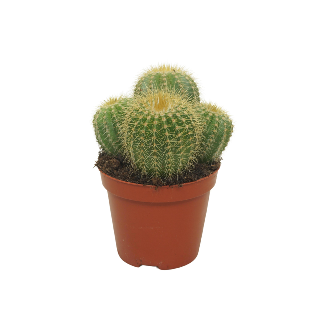 Eriocactus warasii groep 8,5 cm.