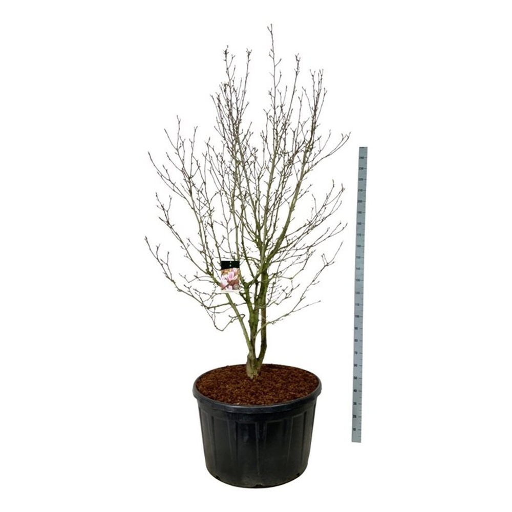 Magnolia soulangeana.