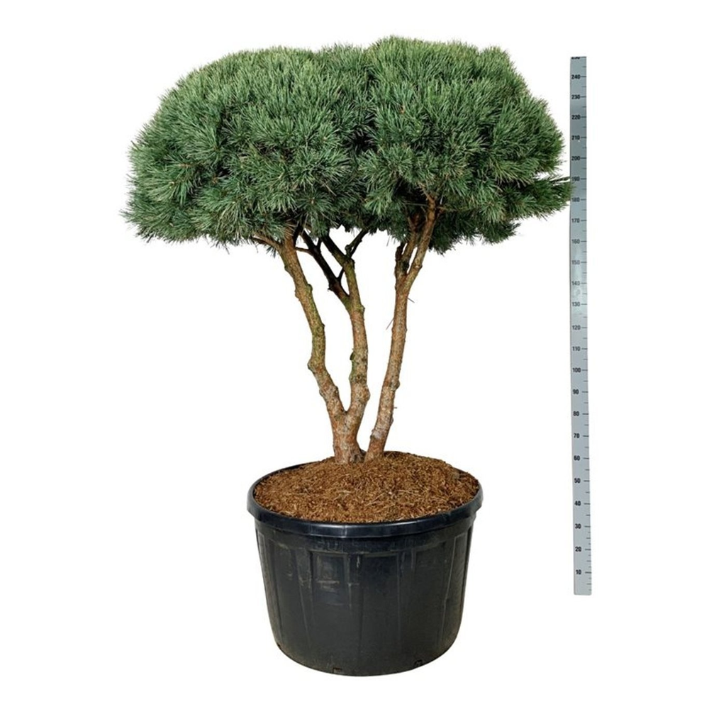 Pinus sylv. 'Watereri'.