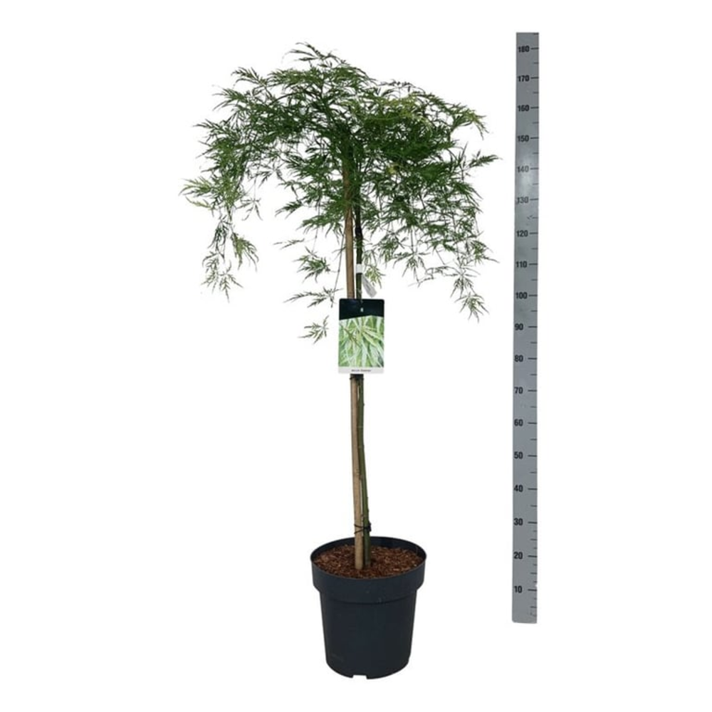 Acer pal. 'Dissectum'.