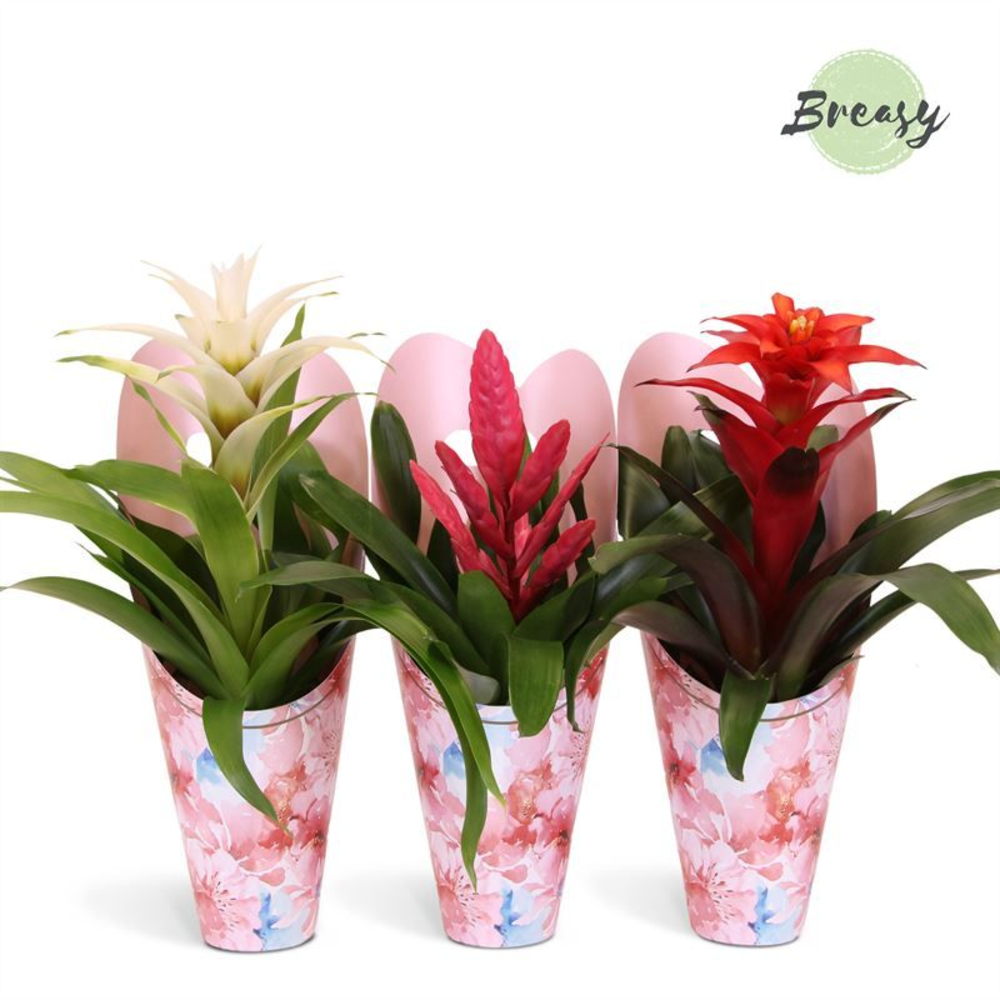 Bromelia Love Gift - 12cm | Mimesis.