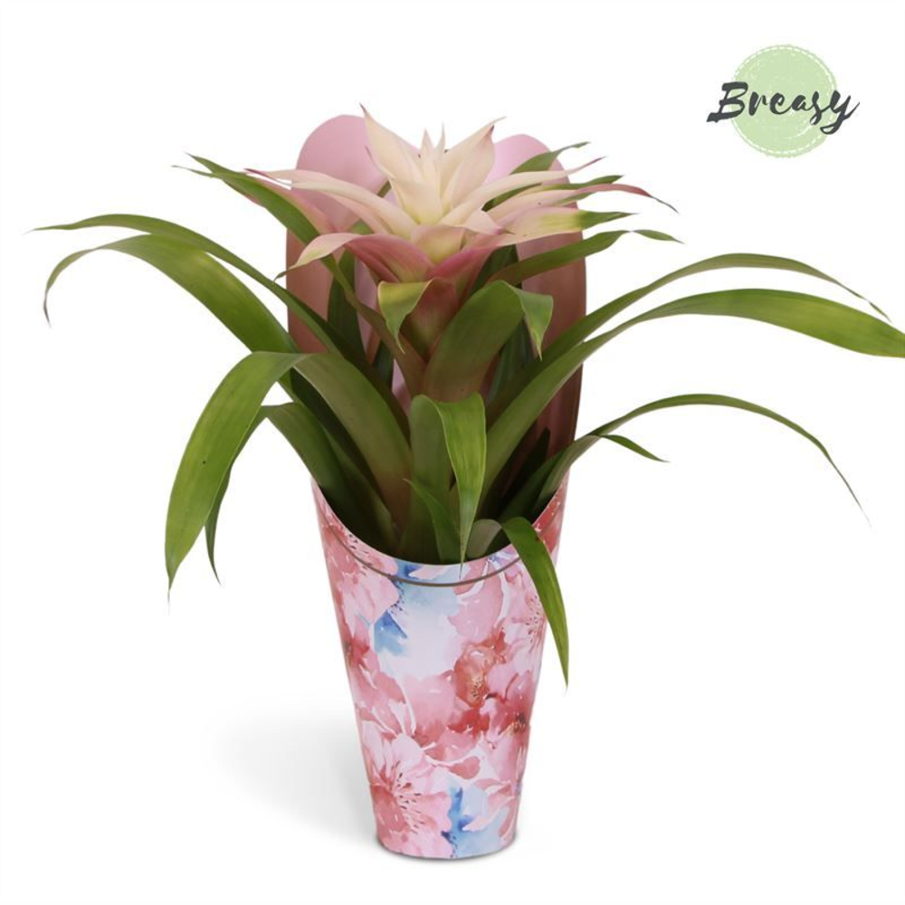 Guzmania Deseo Magical White - 12cm in Love Gift |.
