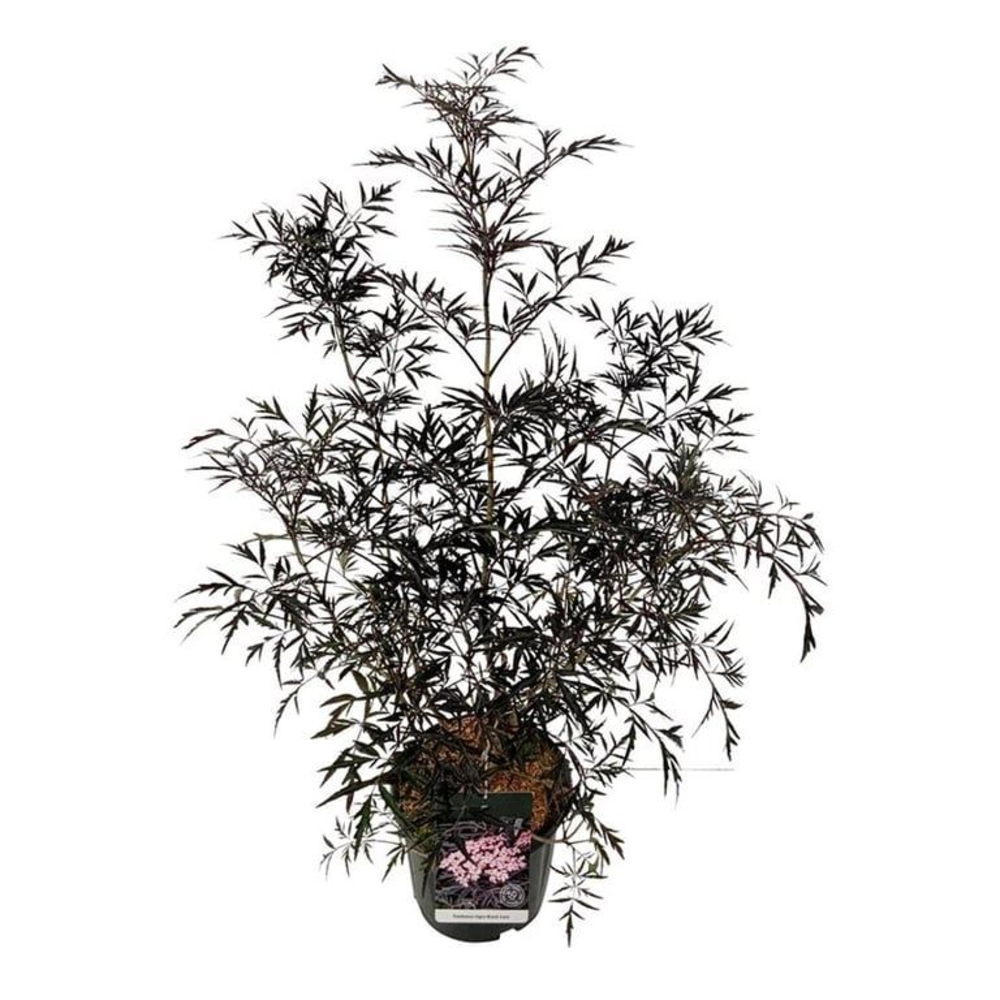 Sambucus nigra Black Lace.