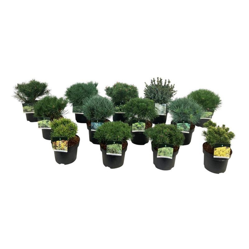 Mixlaag veredelde coniferen exclusief.