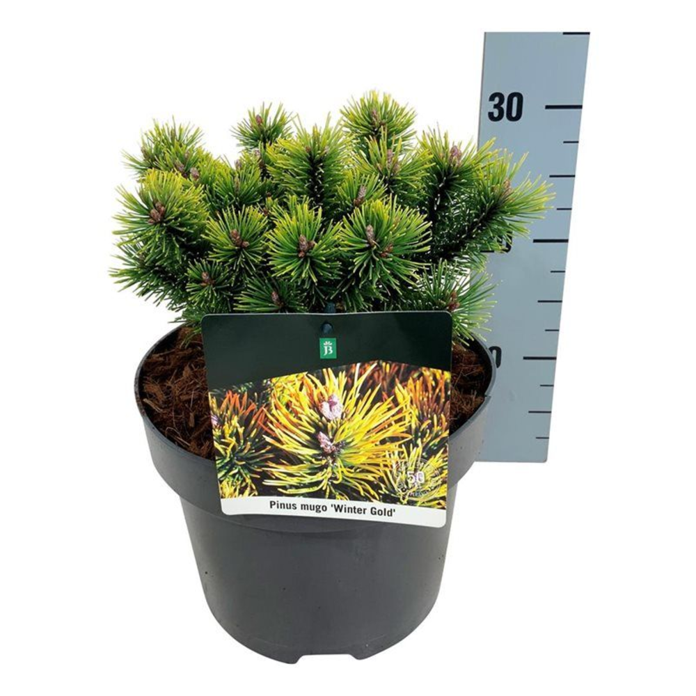 Pinus mugo 'Winter Gold'.