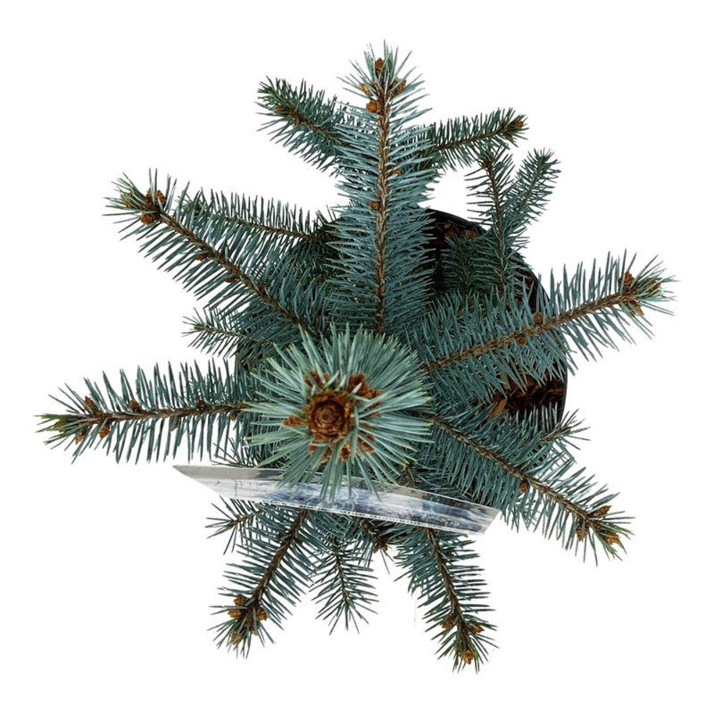 Picea pung. 'Blue Diamond' PBR.