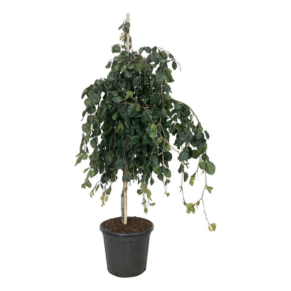 Fagus syl. 'Pendula'.