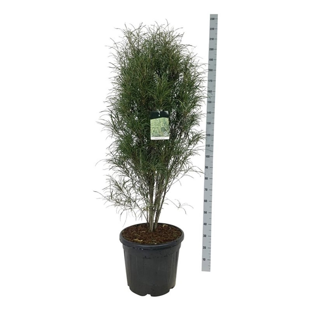 Frangula alnus Fine Line ®.