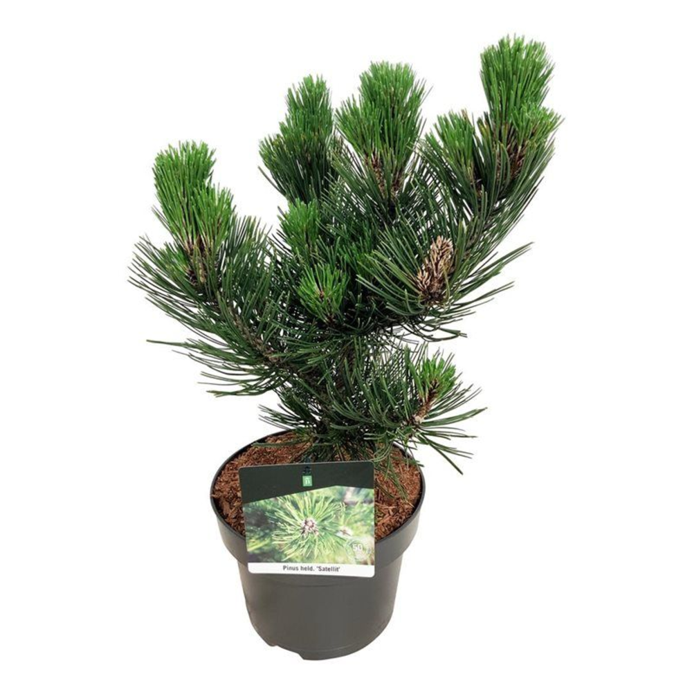 Pinus held. 'Satellit'.