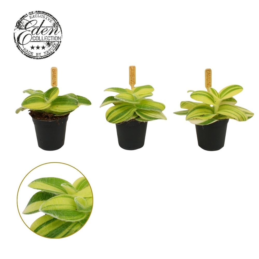 Tradescantia Sillamontana 5,5cm.