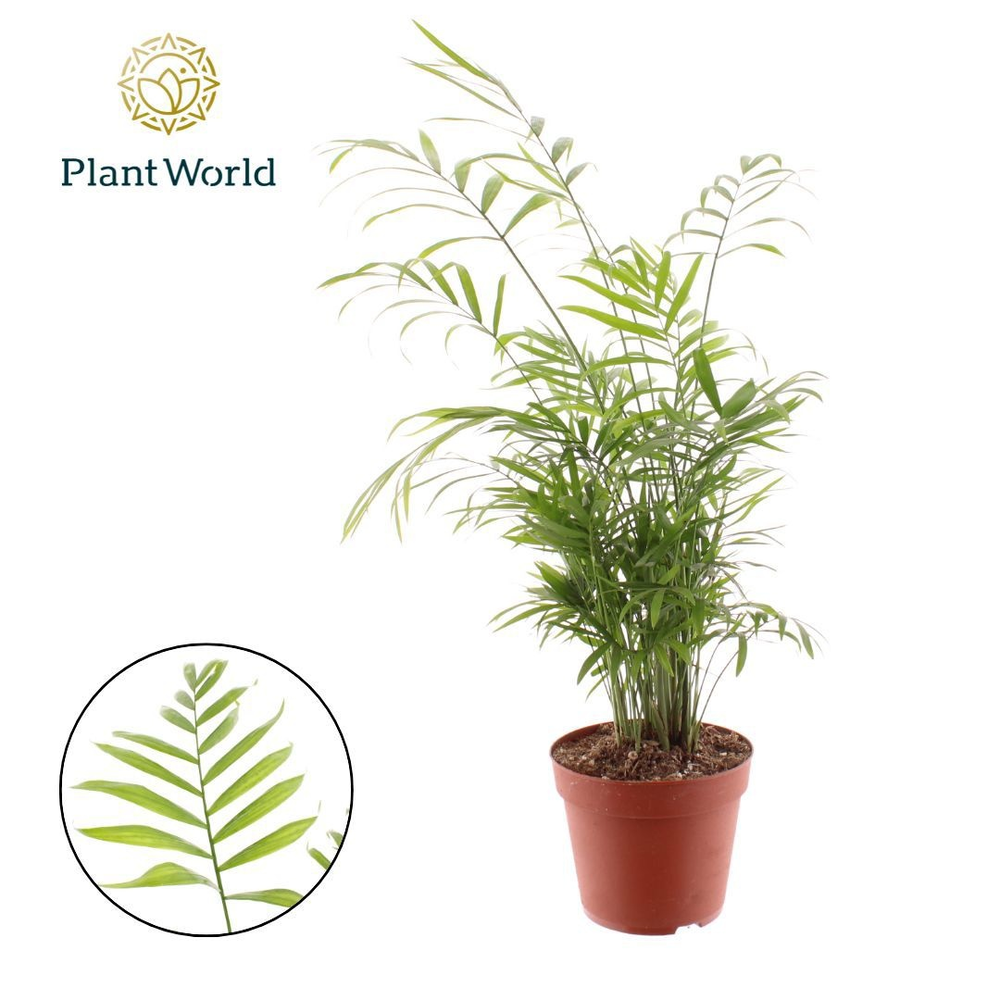 Chamaedorea elegans.