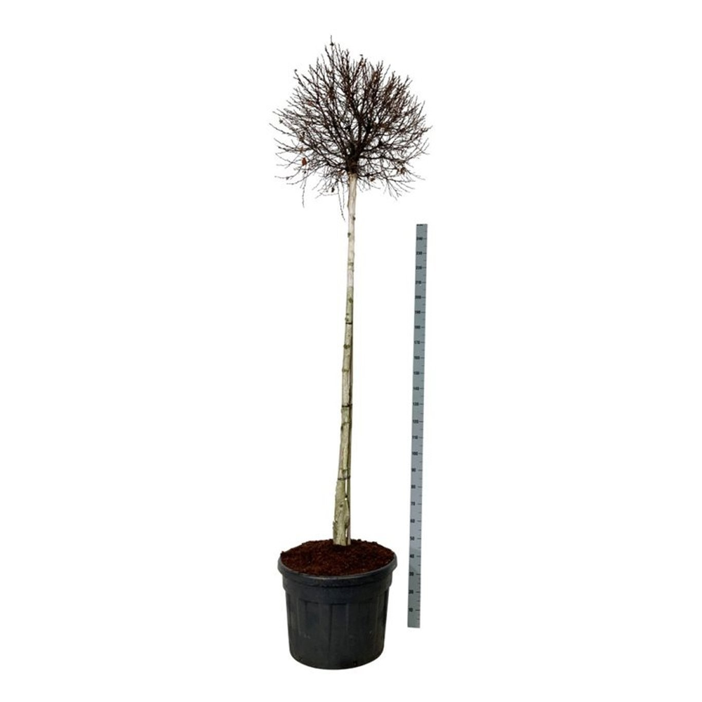 Betula p. Magical Globe.