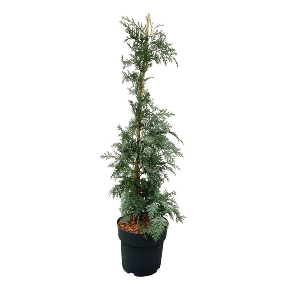 Chamaecyparis l. 'Spek'.