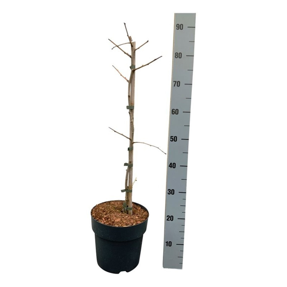 Ginkgo bil. 'Select Compact'.