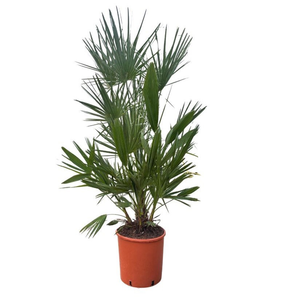 Chamaerops Humilis - 130cm.
