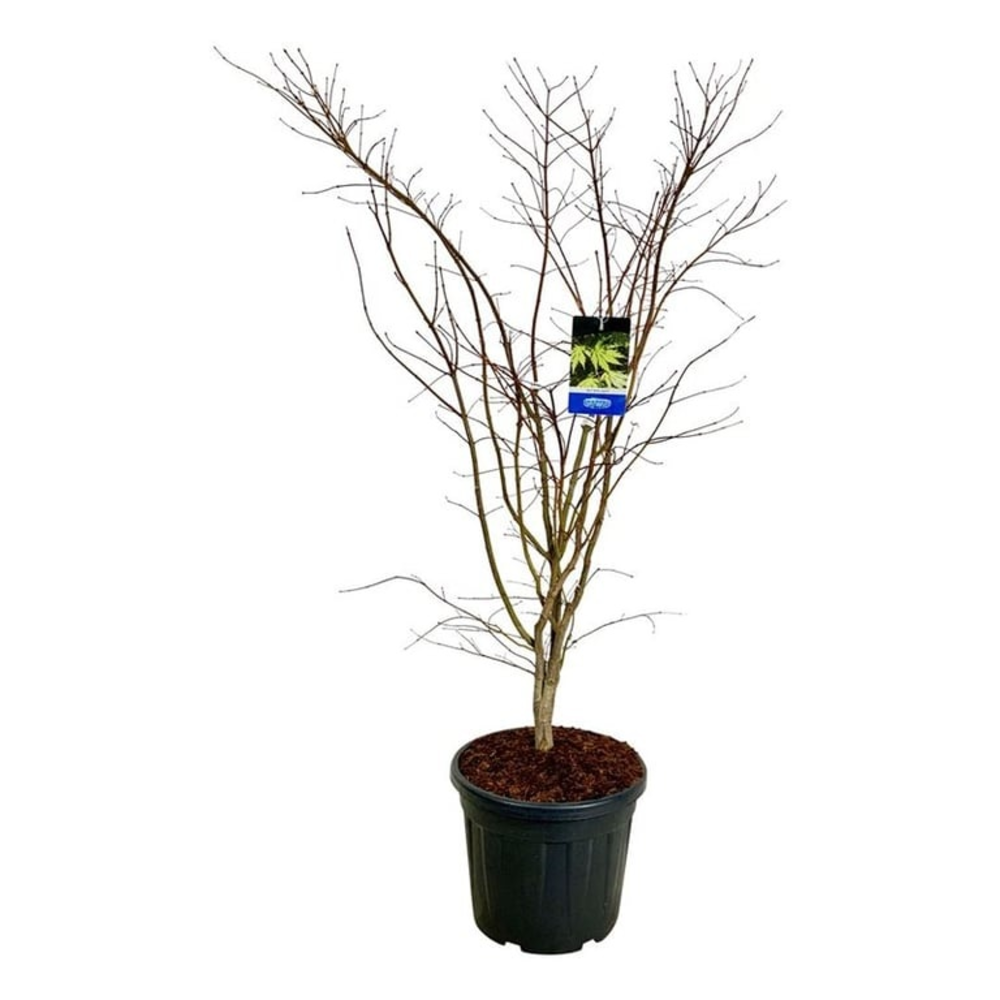 Acer Arctic Jade ®.