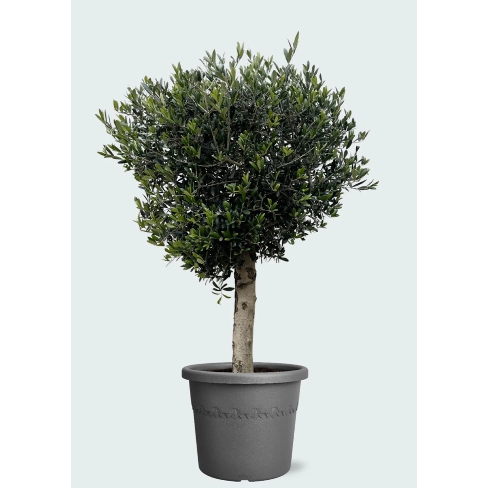 Olea Europaea 160-180 cm