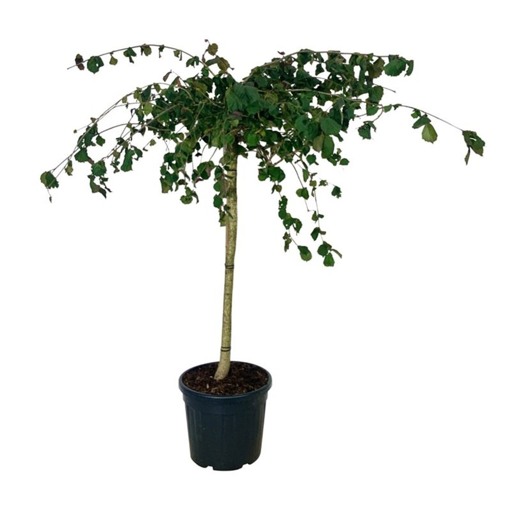 Corylus a. Purple Umbrella.