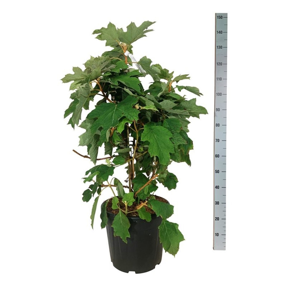 Hydrangea querc. 'Alice'.