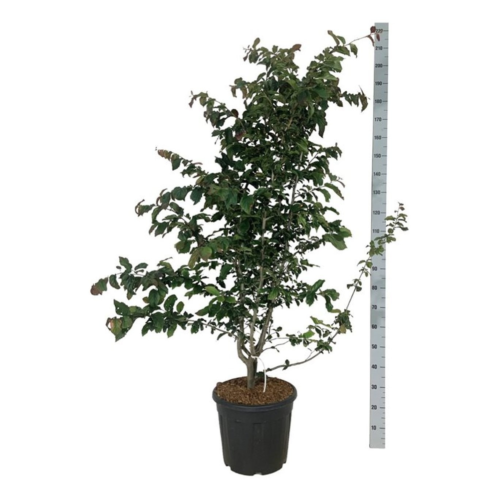 Parrotia persica 'Bella'.