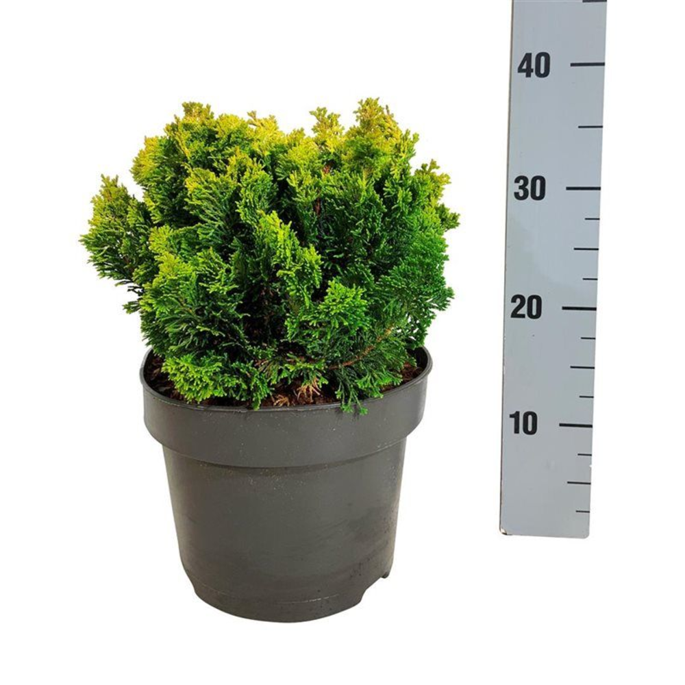 Chamaecyparis obt. 'Meroki Twin'.