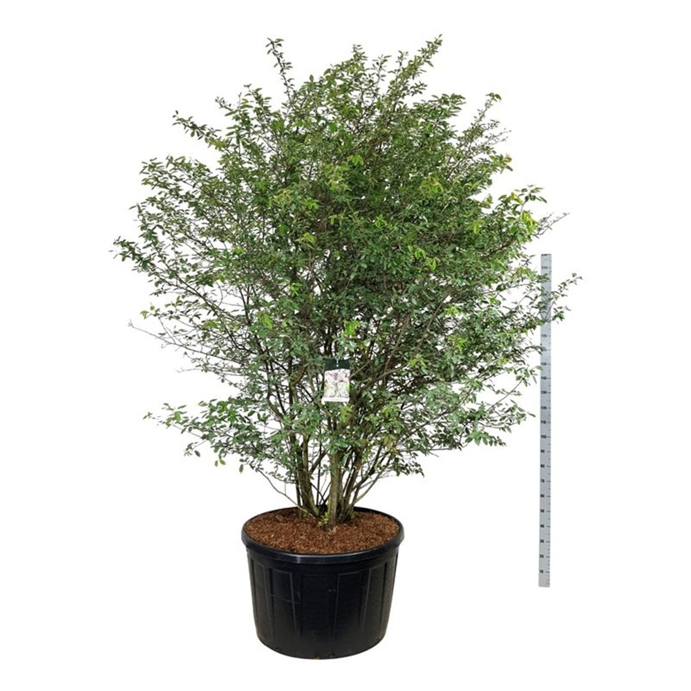 Amelanchier lamarckii.