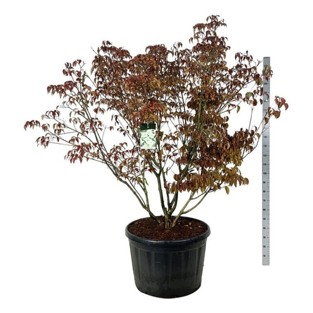 Cornus kousa 'Milky Way'.