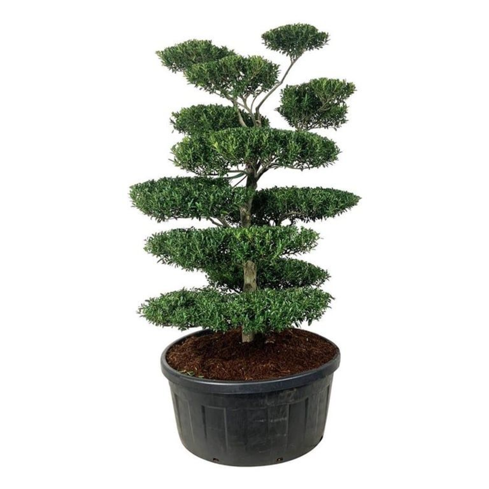 Ilex crenata 'Blondie'.