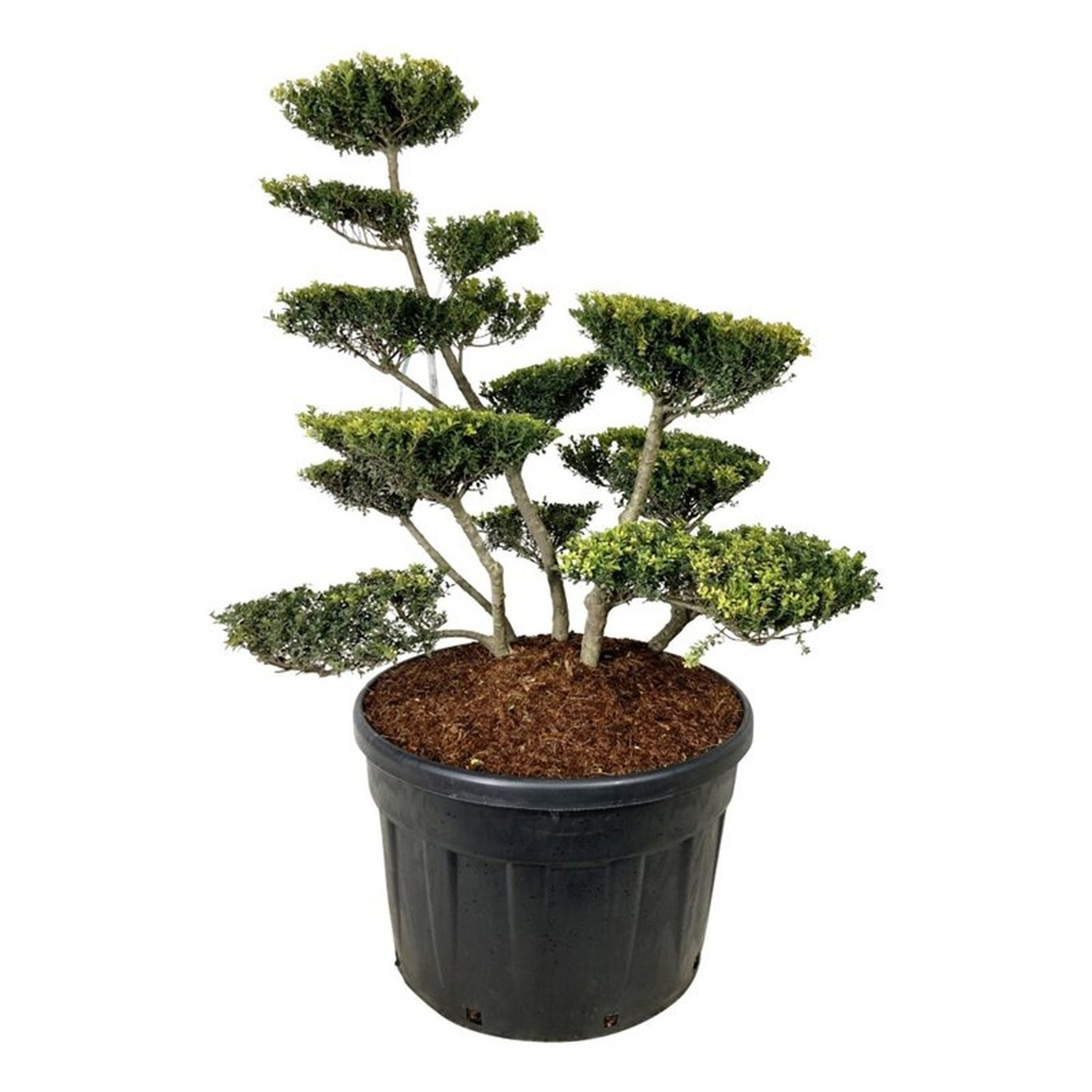 Ilex crenata 'Green Lustre'.