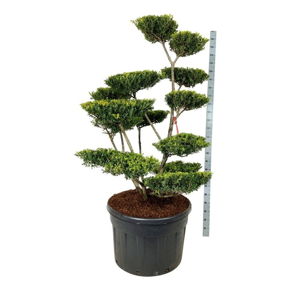 Ilex crenata 'Green Lustre'.