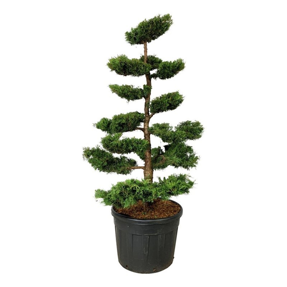 Juniperus pf. 'Pfitzeriana Aurea'.