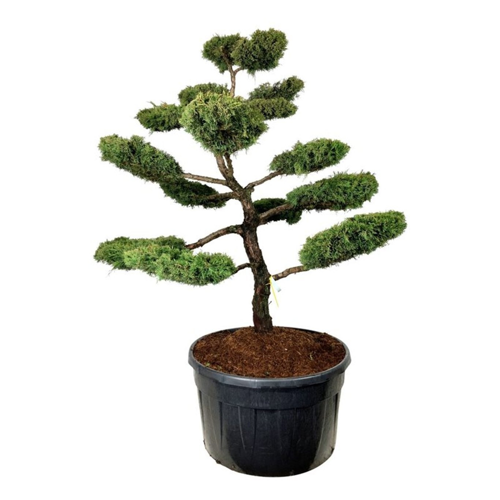 Juniperus pf. 'Pfitzeriana Aurea'.