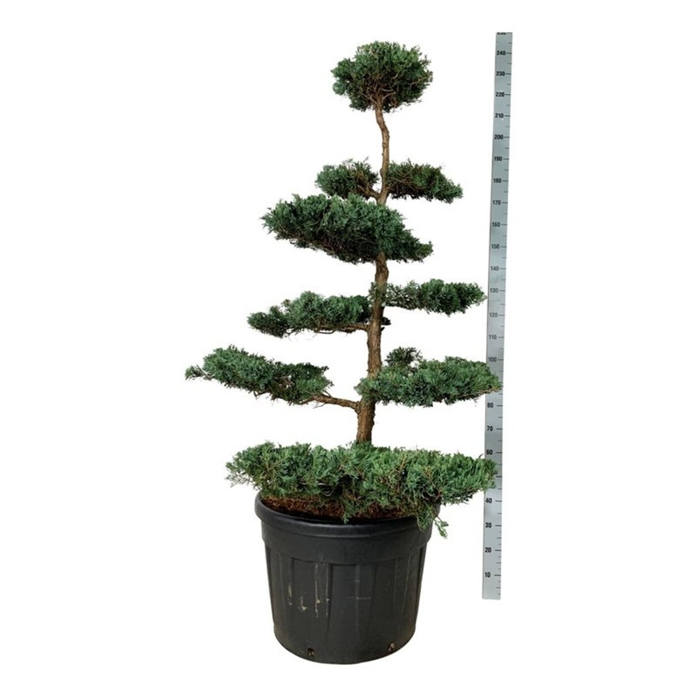 Juniperus virg. 'Grey Owl'.