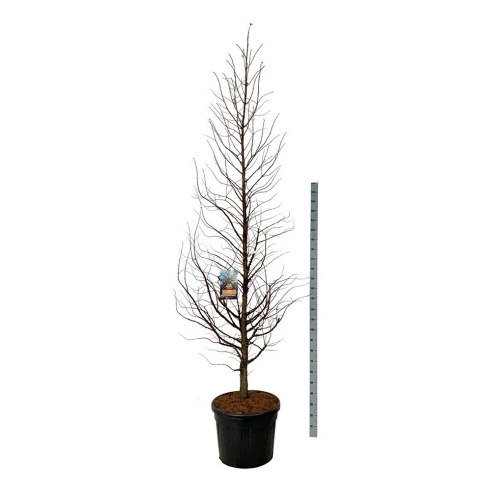 Metasequoia gl. 'Amber Glow' PBR.