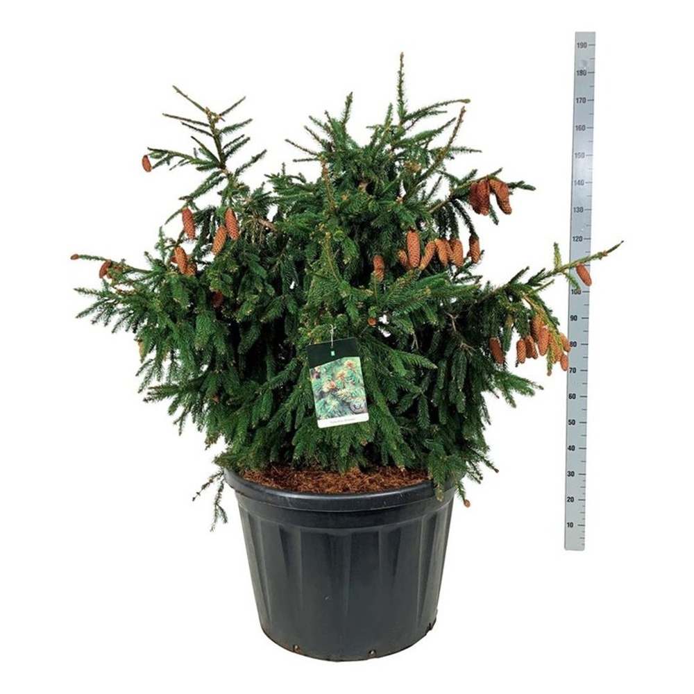 Picea abies 'Acrocona'.