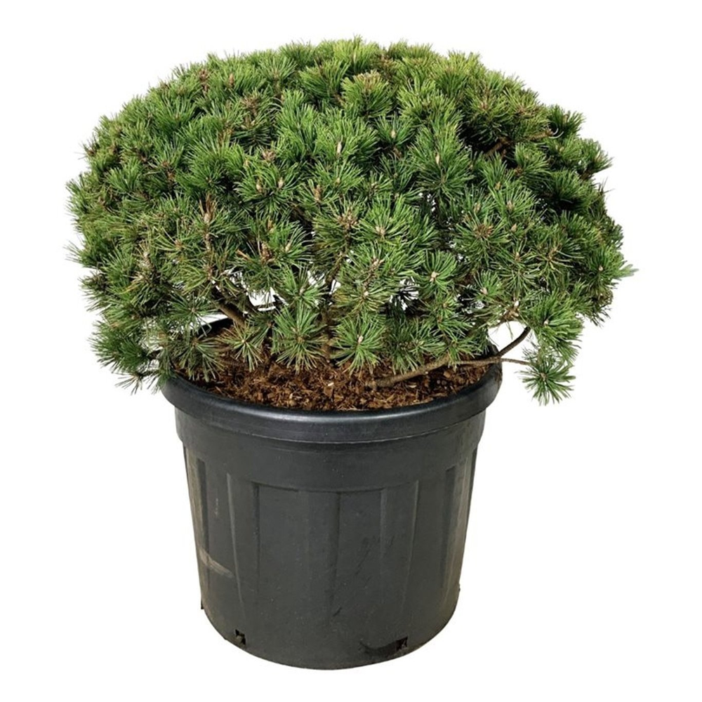 Pinus mugo 'Mumpitz'.