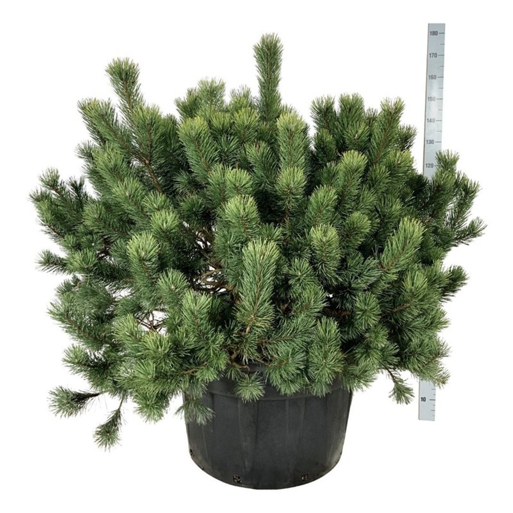 Pinus mugo.