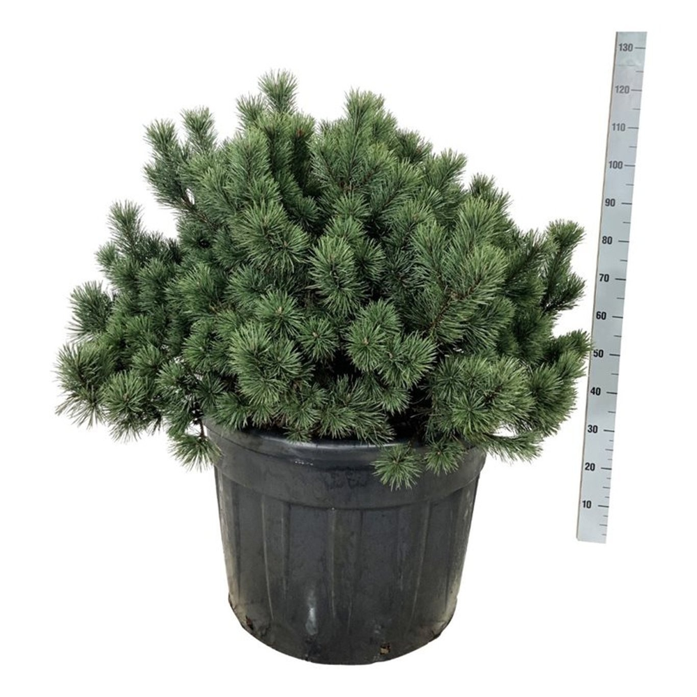 Pinus mugo.