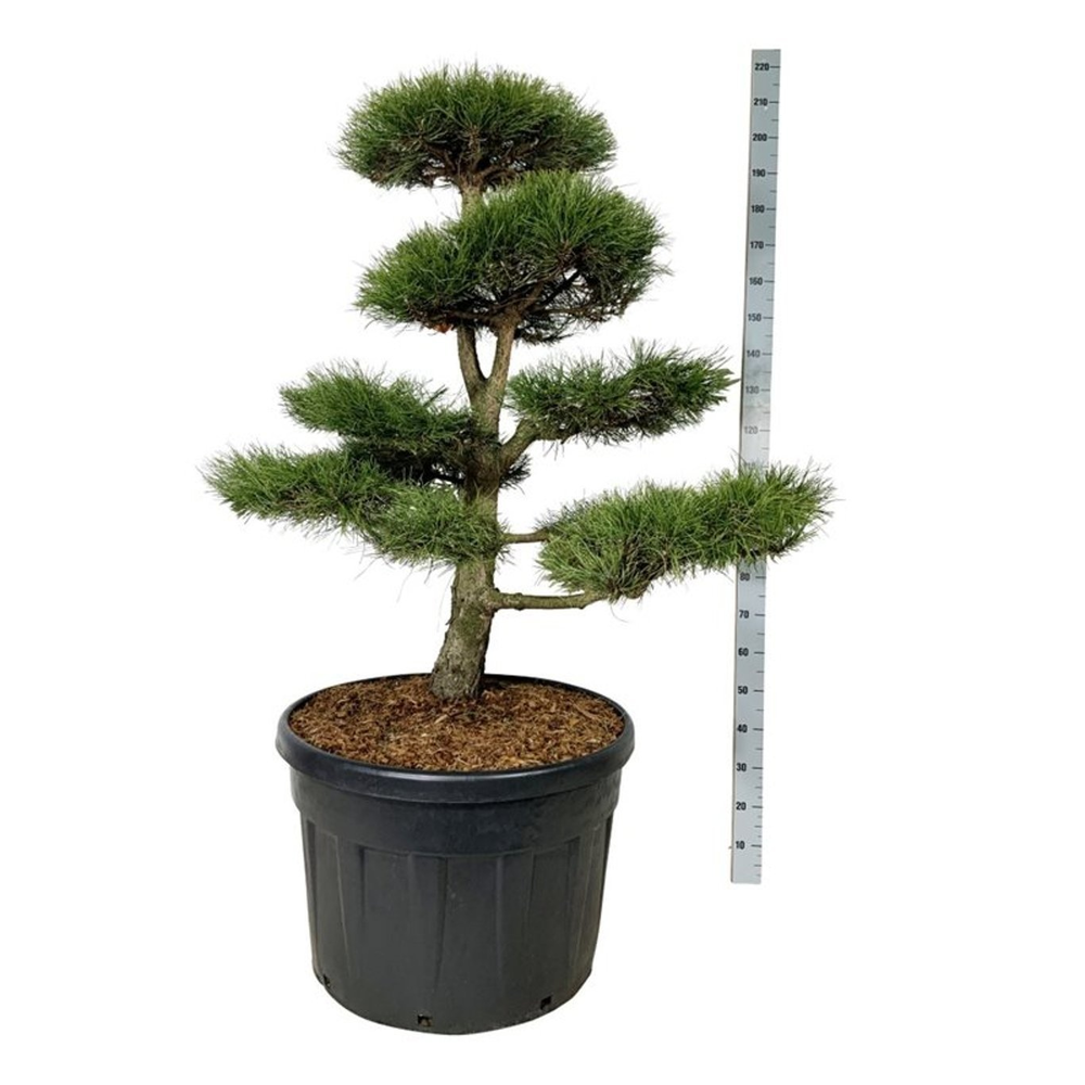 Pinus nigra nigra.