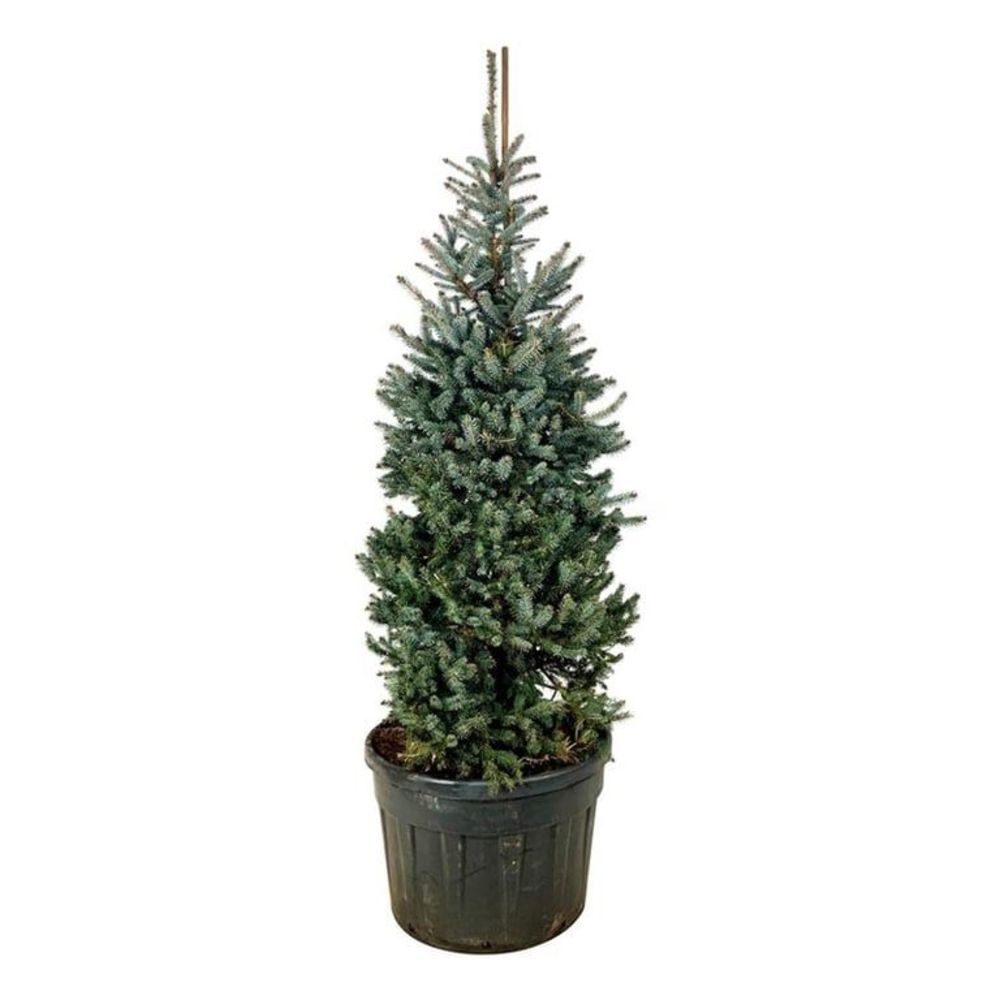 Picea pung. 'Erich Frahm'.