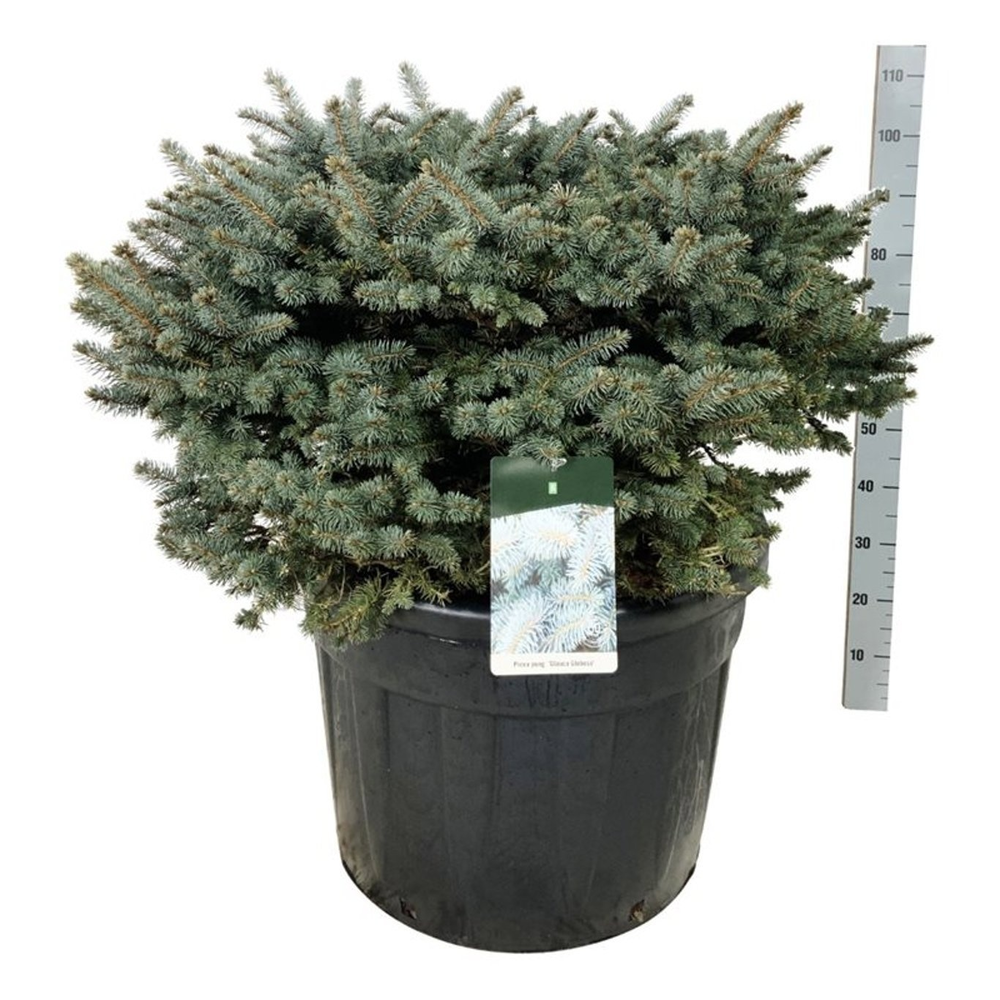Picea pung. 'Glauca Globosa'.