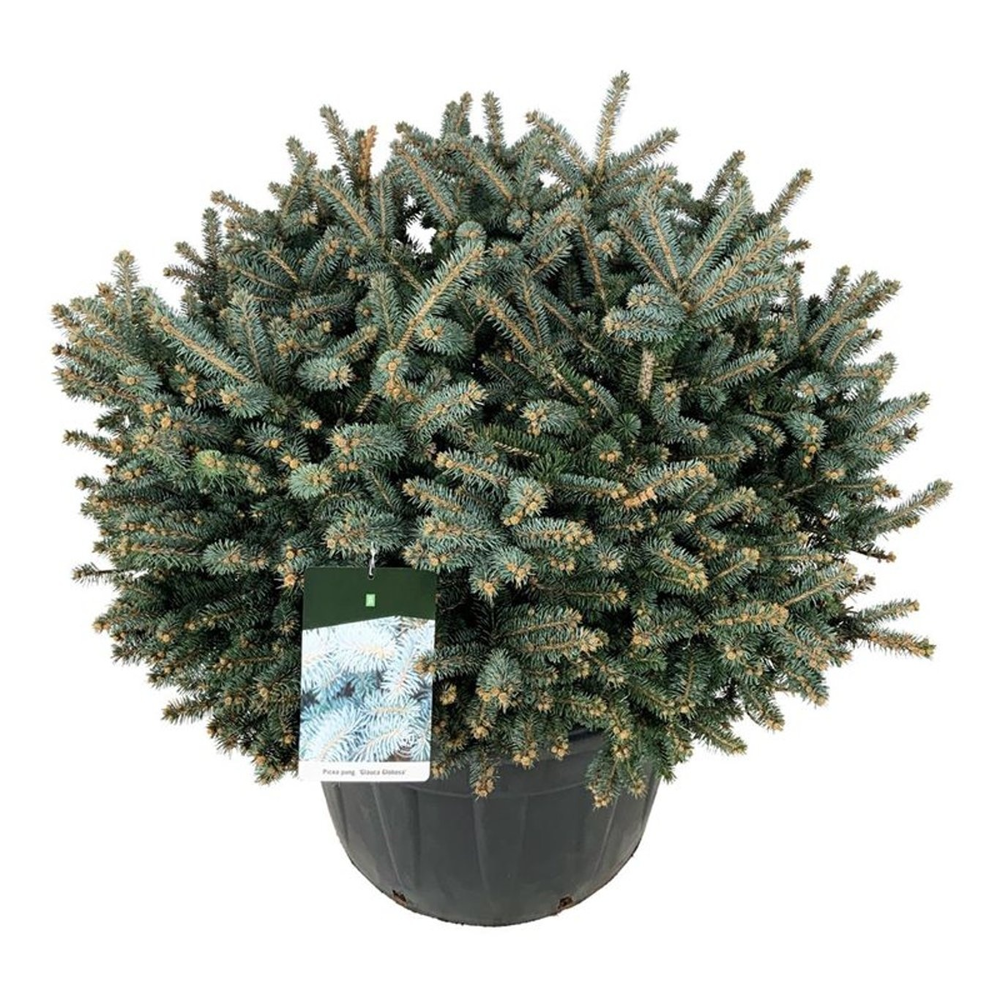Picea pung. 'Glauca Globosa'.